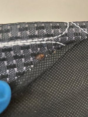 Bed Bug Extermination - Bed bugs are insects from the genus Cimex that feed on blood, usually at night. Their bites can result in a number of health impacts including skin rashes, psychological effects, and allergic symptoms. Bed bug bites may lead to skin changes ranging from small areas of redness to prominent blisters. Bed bugs are small, brownish insects that feed solely on the blood of animals. Although the common bed bug (Cimex lectularius) prefers feeding on humans, it will also bite other warm-blooded animals, including dogs, cats, birds and rodents. Their bites can cause vert itchy skin reactions. Bed Bug Extermination - Bed bugs are insects from the genus Cimex that feed on blood, usually at night. Their bites can result in a number of health impacts including skin rashes, psychological effects, and allergic symptoms. Bed bug bites may lead to skin changes ranging from small areas of redness to prominent blisters. Bed bugs are small, brownish insects that feed solely on the blood of animals. Although the common bed bug (Cimex lectularius) prefers feeding on humans, it will also bite other warm-blooded animals, including dogs, cats, birds and rodents. Their bites can cause vert itchy skin reactions.