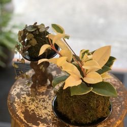 Utsuwa Botanical Design