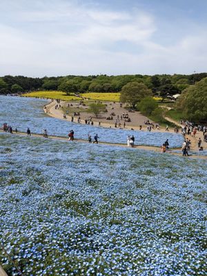 Hitachi Seaside Park by null