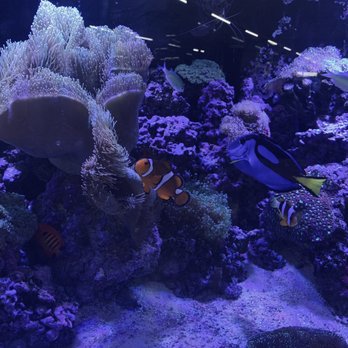 Whitie's Pets - salt water fish. - Local Fish Stores Near Me - Fresno, California