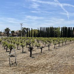 Rancho De Philo Winery - Vineyards on property.
