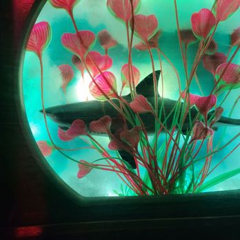 Meow Wolf - Shark love - Venues & Event Spaces Near Me - Denver, Colorado
