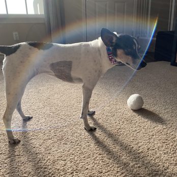 Coyne Veterinary Center - Gracie a couple days ago, completely closed up and fur is growing back. - Pet Sitting Near Me - Crown Point, Indiana