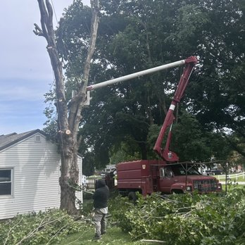 Fernando's Tree Service - Large Maple Removal - Tree Services Near Me - Logansport, Indiana Fernando's Tree Service - Large Maple Removal - Tree Services Near Me - Logansport, Indiana
