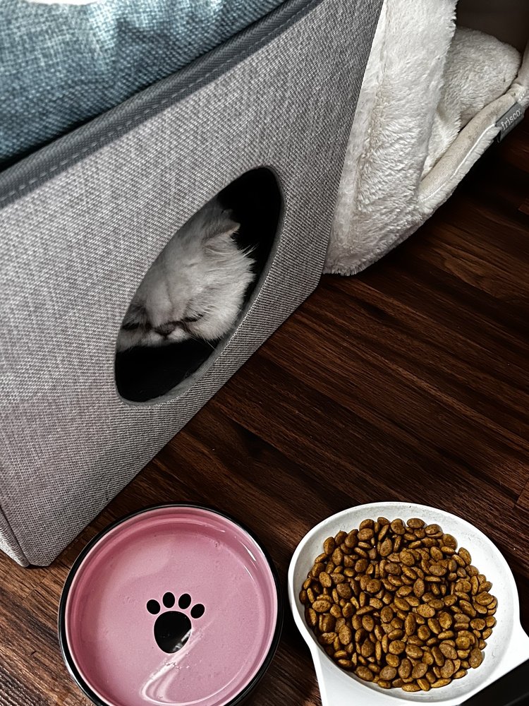 GROOMING BY DESIGN Updated August 2024 50 Photos El Cajon