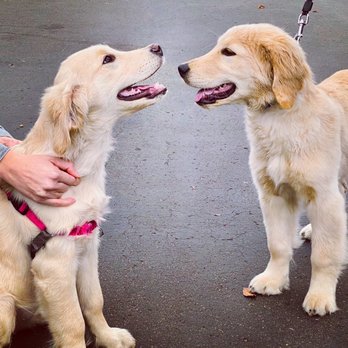 Karma Dog Training - Bailey making new friends in class - Pet Training Near Me - San Diego, California Karma Dog Training - Bailey making new friends in class - Pet Training Near Me - San Diego, California