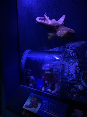 Mississippi Aquarium by null