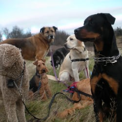 Alpha Dog Walking