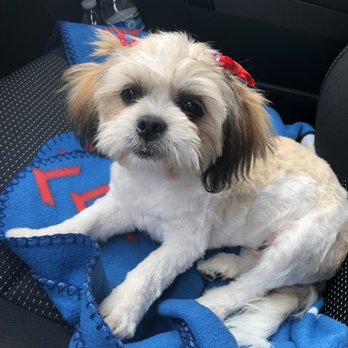 Animal Kingdom - Hazel-May after her hair cut - Pet Groomers Near Me - Colton, California Animal Kingdom - Hazel-May after her hair cut - Pet Groomers Near Me - Colton, California