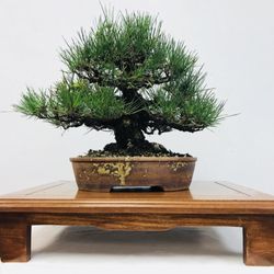 Timeless Trees Bonsai Nursery