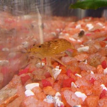 Little Amazon Fish & Pets - Singapore shrimp 9.99, keep in mind they have sales weekly and are already cheaper than petco - Pet Stores Near Me - Seattle, Washington