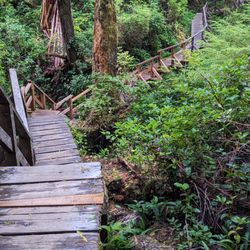 Rainforest  Trail A & B