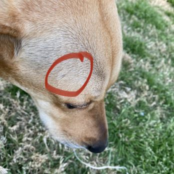 Camp Bow Wow - Missing patch of hair with red rash underneath - Pet Groomers Near Me - Mckinney, Texas