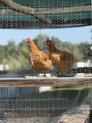 Chatfield State Park Campground by null