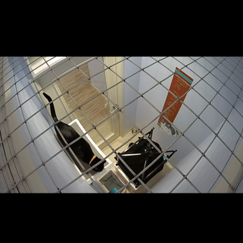 Club Cat - Webcam screenshot of Natalya on one of her favorite spots, a shelf perch. She LOVED the window above the door. - Pet Boarding Near Me - Irvine, California