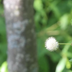 Huckleberry Swamp - Button bush flower