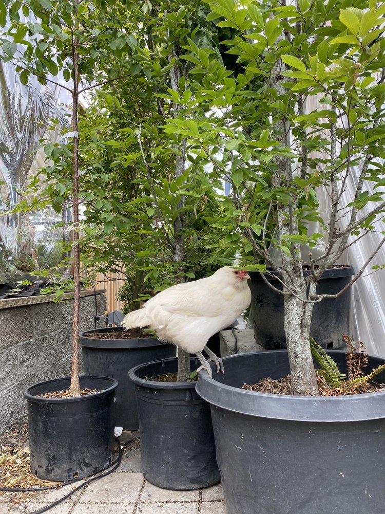 POMARIUS NURSERY Updated October 2024 123 Photos & 25 Reviews