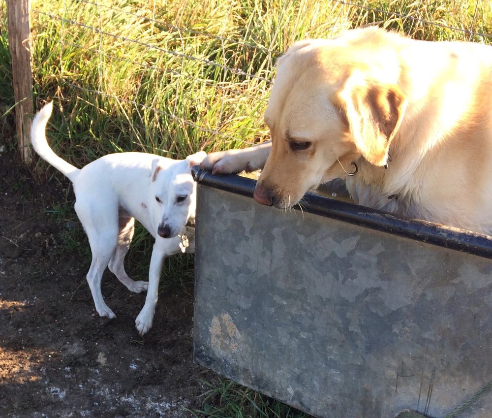 THE HAPPY DOG COMPANY Updated September 2024 33 Photos 63