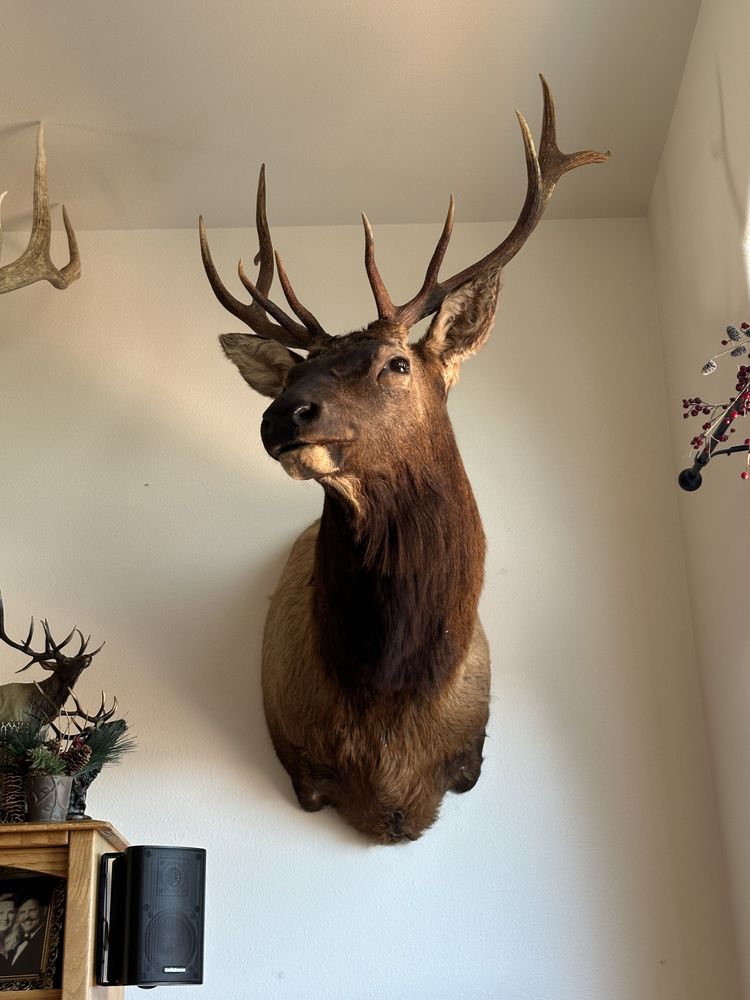 Fuson's Taxidermy - taxidermy in Nine Mile Falls, WA