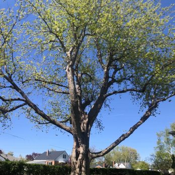 Haskell Tree Service - Silver Maple- thinned, dead wood removed, lower growth removed - Tree Services Near Me - West Falls, New York