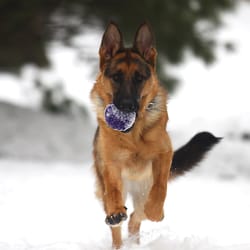 Des Holzes GSD