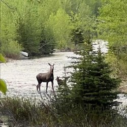 Glacier Grizzly Resort