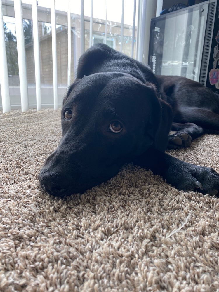 HIPPIE HOUNDS GROOMING 142 Photos & 191 Reviews 18514 Hwy 99