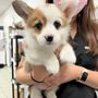 Photo of Yonge Sheppard Animal Hospital