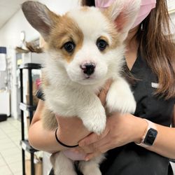 Yonge Sheppard Animal Hospital