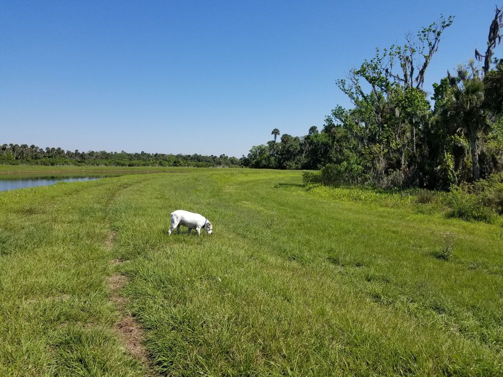 LAKE JESUP CONSERVATION AREA NORTH TRACT Updated April 2024 15