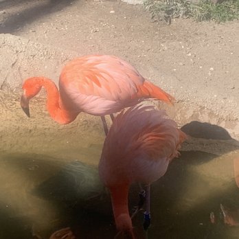 Zoo-to-Do - Local Flavor Near Me - New Orleans, Louisiana Zoo-to-Do - Local Flavor Near Me - New Orleans, Louisiana