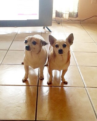 Arizona Avenue Animal Clinic 20 Photos 70 Reviews Veterinarians 7 W Knox Rd Chandler Az Phone Number