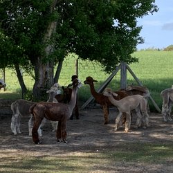 Rainbow Valley Family Farms