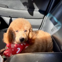 Golden Collar Grooming