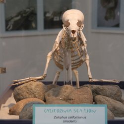 Ralph B. Clark Paleontology Museum