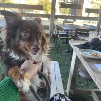 Bankhead Brewing - El #churro hanging with family. Just need his share of whipped cream - Brewpubs Near Me - Rowlett, Texas