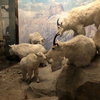 Field Museum - Museums Near Me - Chicago, Illinois