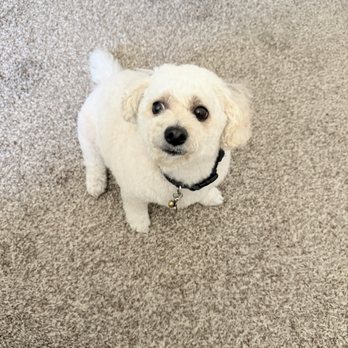 Pawtastic Spa - Pet Groomers Near Me Pawtastic Spa - Pet Groomers Near Me