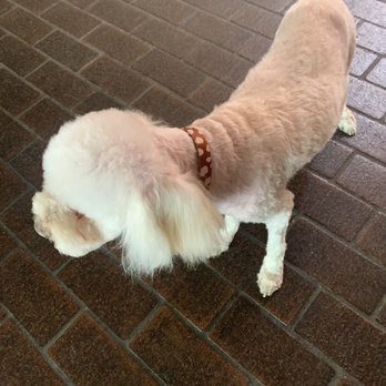 Heavenly Paws - Pet Groomers Near Me - Upland, California