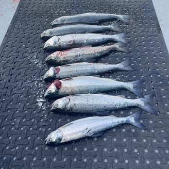 Northwest Fishing Charters - June coho! - Boat Charters Near Me - Edmonds, Washington Northwest Fishing Charters - June coho! - Boat Charters Near Me - Edmonds, Washington