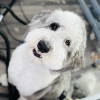 Sudzee Pups Pet Grooming - Beautiful golden doodle haircut - Pet Groomers Near Me - Hicksville, New York Sudzee Pups Pet Grooming - Beautiful golden doodle haircut - Pet Groomers Near Me - Hicksville, New York