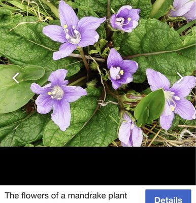 Mandrake Miami by null