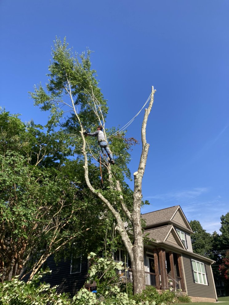 Martínez tree service - tree service in Greenville, SC