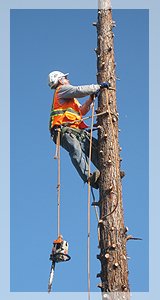 Andre's Tree Service - tree service in Sacramento, CA
