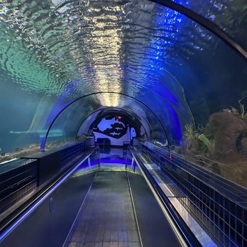Six Flags Discovery Kingdom - Shark Tank Tunnel - Amusement Parks Near Me - Vallejo, California Six Flags Discovery Kingdom - Shark Tank Tunnel - Amusement Parks Near Me - Vallejo, California