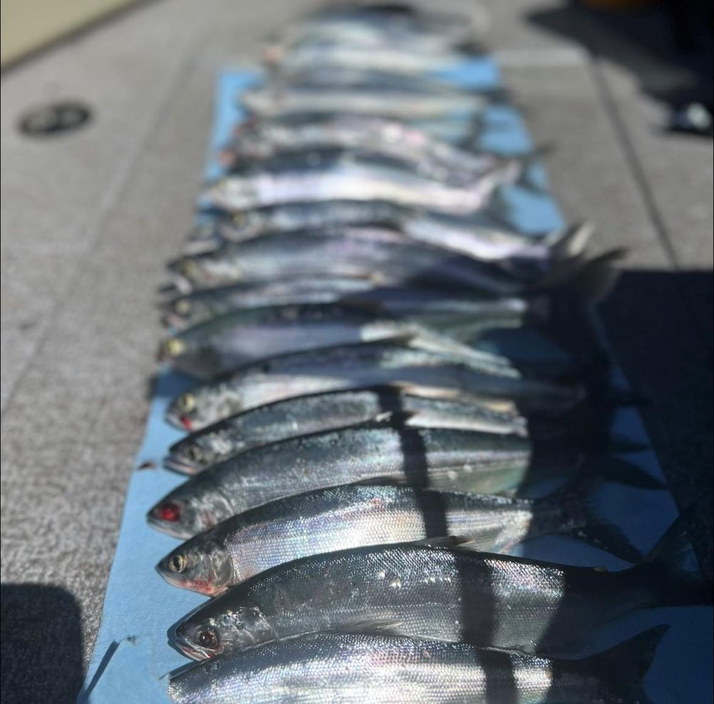 Get The Net Fishing Guide Service Logo