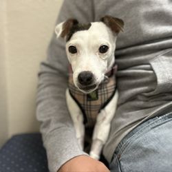 Manteca Veterinary Hospital - Snow the Jack Russel Terrier! Nervous for her first visit