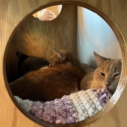 Catfe - chillin