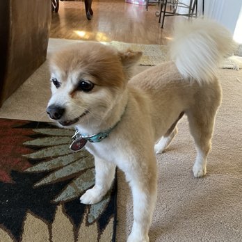 All Fur Love Grooming - Pet Groomers Near Me - Reno, Nevada All Fur Love Grooming - Pet Groomers Near Me - Reno, Nevada