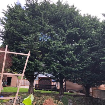 Webster's Tree Service - Before - Tree Services Near Me Webster's Tree Service - Before - Tree Services Near Me